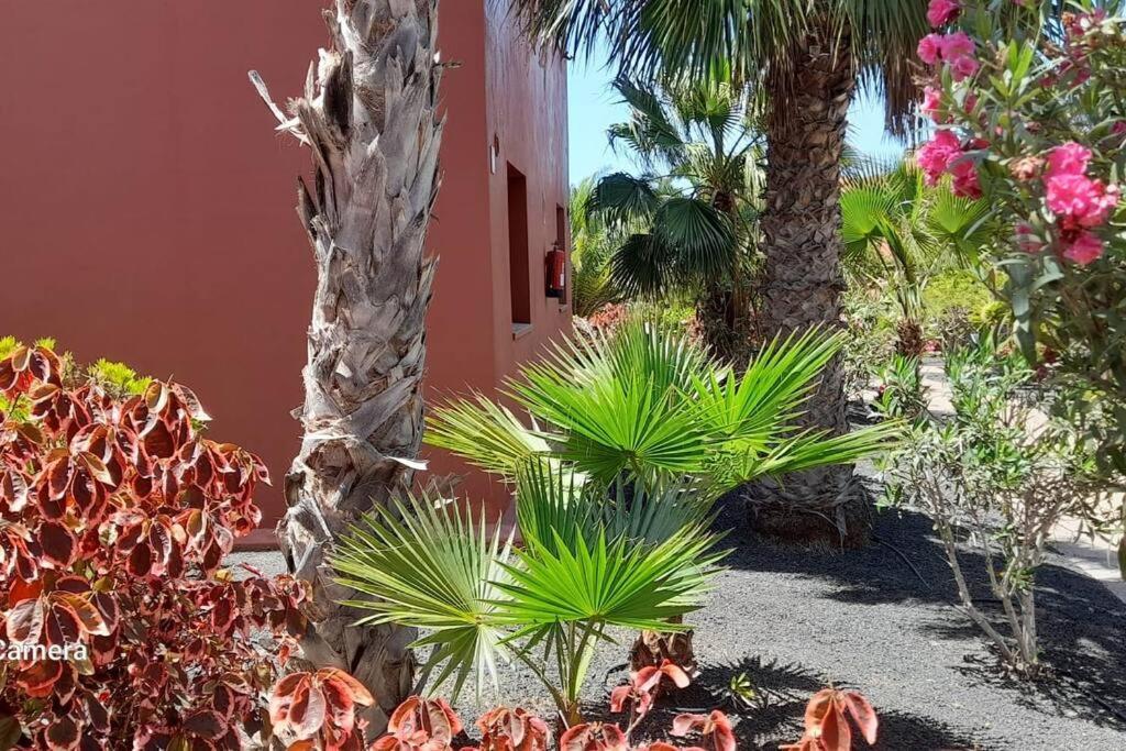 Apartment Cumbre Vieja Fuerteventura كوراليهو المظهر الخارجي الصورة